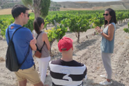 LYNUS, VIÑEDOS Y BODEGAS