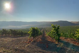 LYNUS, VIÑEDOS Y BODEGAS