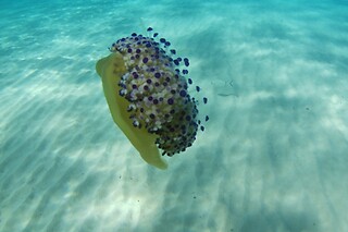 Bautismo de mar (Tarragona)