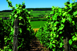 BODEGAS IGLESIAS