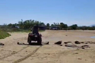 Una ruta en buggy para 1 o 2 personas en Freedom Rent Marbella en Marbella (Málaga)