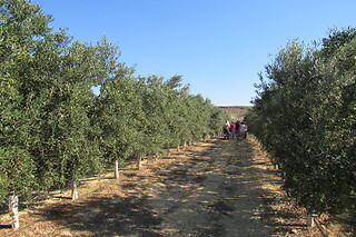 Una visita guiada, degustación y entrada a Geoda Gigante de Pulpí para 2 en OleoAlmanzora en Pulpí (Almería)
