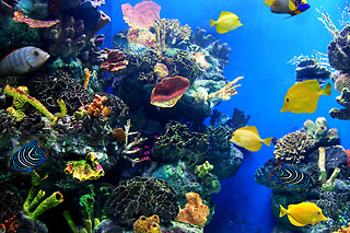 Zoo Aquarium - 1 persona