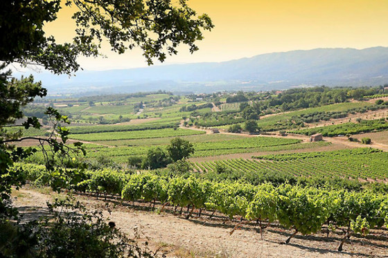 VMV Vignerons du Mont Ventoux - photo 7