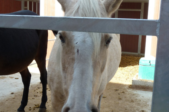 Gentinetta Pferde - photo 9