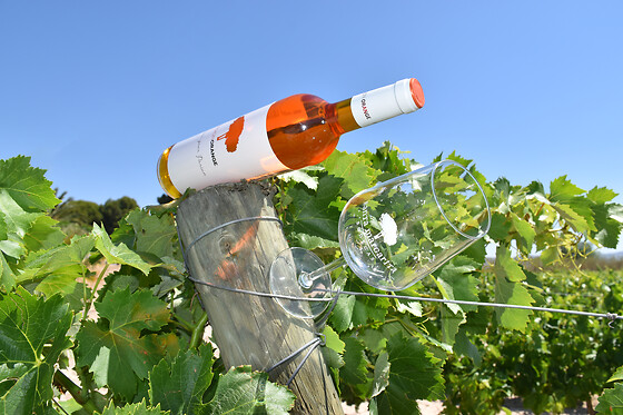 Una visita guiada a la bodega con degustación y cata para 2 en Bodegas Santa Margarita en Caudete (Albacete)