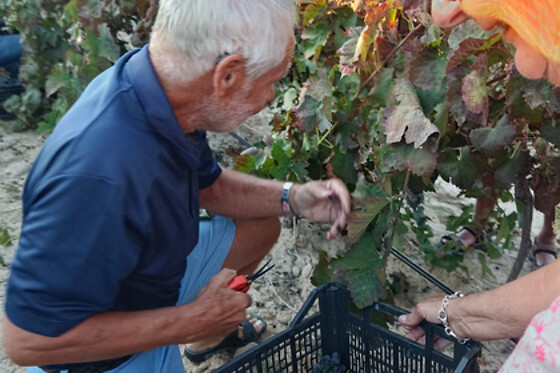 Una visita guiada a la bodega con degustación y cata para 2 en Bodegas Santa Margarita en Caudete (Albacete)