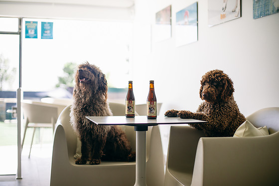 Un acceso de un día para 1 al Beach Dog Club en Las Rozas (Madrid)
