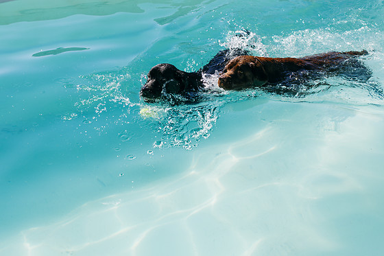 Un acceso de un día para 1 al Beach Dog Club en Las Rozas (Madrid)