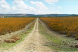 BODEGAS Y VIÑEDOS CASA DEL VALLE