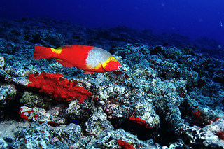Inmersión de buceo en Los Cristianos (Santa Cruz de Tenerife)