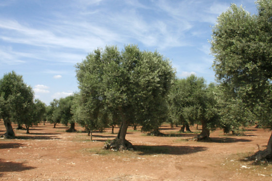 La Grande Pigna Tra Gli Alberi - photo 2