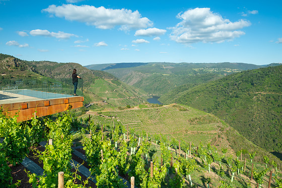 Bodega Regina Viarum 