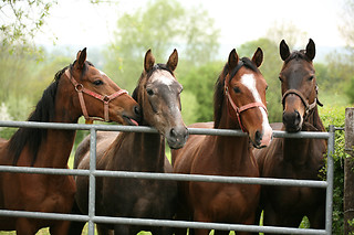 Rutas a caballo
