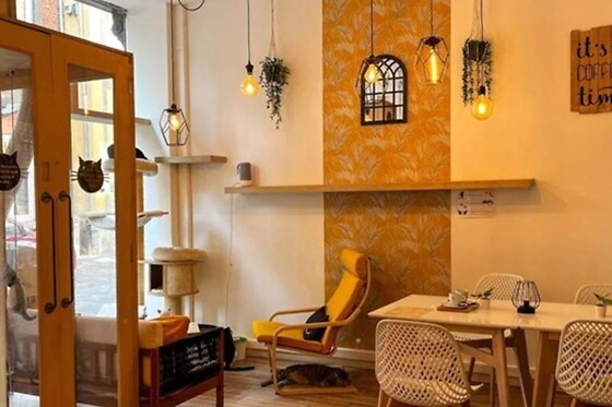Chez Miss Miaouw - photo 2