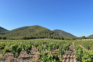 Una visita al viñedo y degustación para 2 en Bodega El Seseo en Cehegín (Murcia)