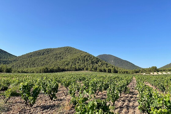 Una visita al viñedo y degustación para 2 en Bodega El Seseo en Cehegín (Murcia)