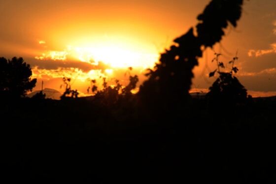 Una visita a la bodega con cata y una comida para 2 en Bodegas y viñedos Barón D'Alba en Les Useres (Castellón)