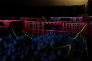 Una visita a la bodega con cata y una comida para 2 en Bodegas y viñedos Barón D'Alba en Les Useres (Castellón)