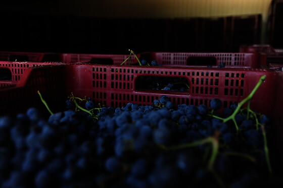 Una visita a la bodega con cata y una comida para 2 en Bodegas y viñedos Barón D'Alba en Les Useres (Castellón)