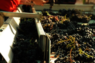 Una visita a la bodega con cata y una comida para 2 en Bodegas y viñedos Barón D'Alba en Les Useres (Castellón)