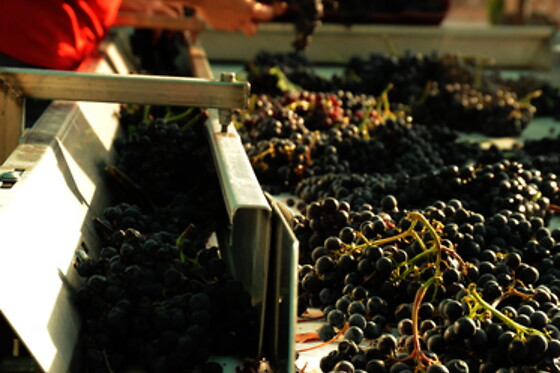 Una visita a la bodega con cata y una comida para 2 en Bodegas y viñedos Barón D'Alba en Les Useres (Castellón)