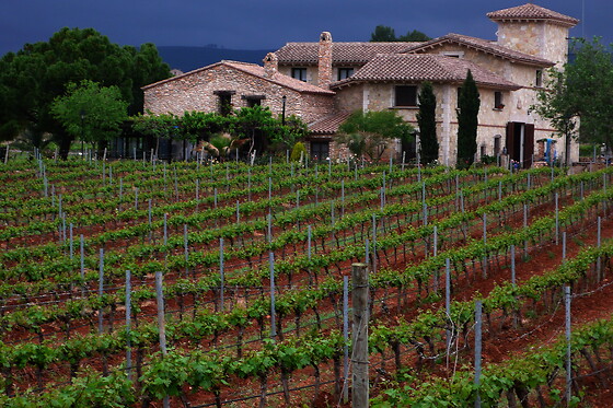 Una visita a la bodega con cata y una comida para 2 en Bodegas y viñedos Barón D'Alba en Les Useres (Castellón)