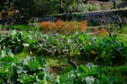 JARDIN BOTANICO DE SOLLER