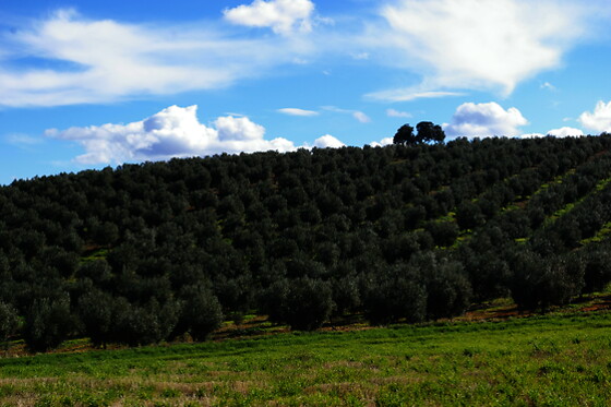 FINCA LA PONTEZUELA - photo 3
