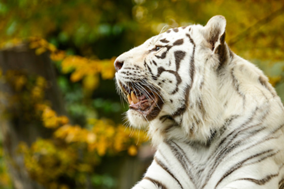 Parc zoologique de Maubeuge - photo 20