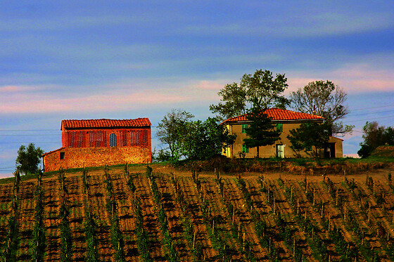 Noche gourmet entre viñedos