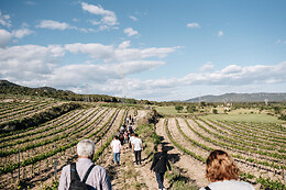 CELLER MAS VICENS