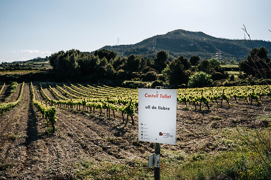 CELLER MAS VICENS - photo 9