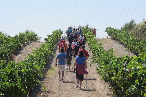 CELLER MAS VICENS - photo 17