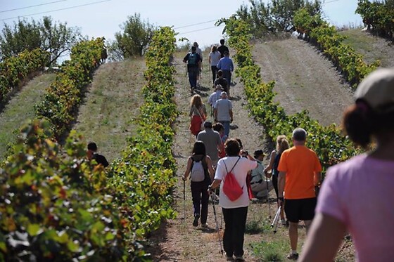 CELLER MAS VICENS - photo 18