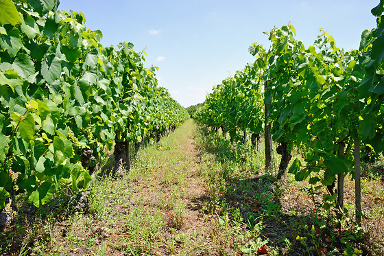 Domaine du Vieil Orme - photo 10
