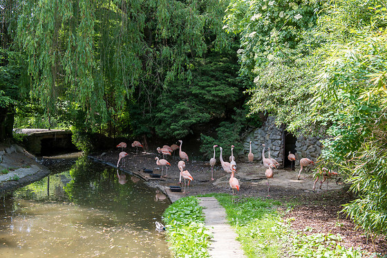 Parc zoologique de Maubeuge - photo 12