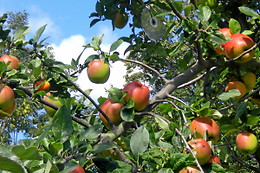 La Pommeraie 27