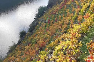 Una visita con cata comentada para 2 en Bodegas Petrón en Doade (Lugo)