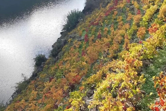 Una visita con cata comentada para 2 en Bodegas Petrón en Doade (Lugo)