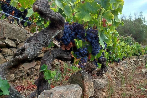 Una visita con cata comentada para 2 en Bodegas Petrón en Doade (Lugo)