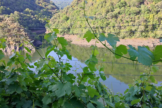 Una visita con cata comentada para 2 en Bodegas Petrón en Doade (Lugo)