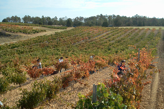Una visita con degustación para 2 en Bodega El Mosaico de Baco en Aranda de Duero (Burgos)
