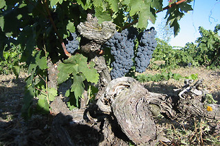 Una visita con degustación para 2 en Bodega El Mosaico de Baco en Aranda de Duero (Burgos)