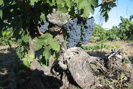 Una visita con degustación para 2 en Bodega El Mosaico de Baco en Aranda de Duero (Burgos)
