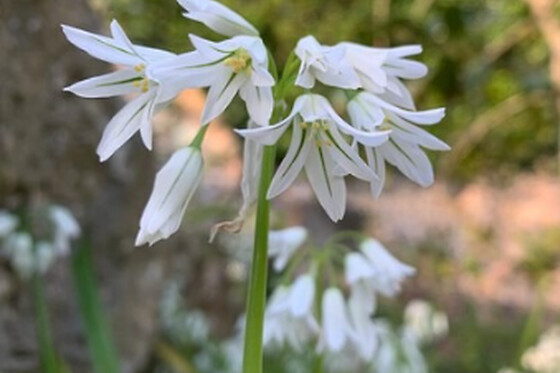 JARDIN BOTANICO DE SOLLER - photo 2