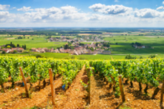 Escapada entre viñedos
