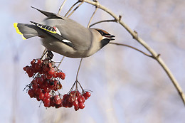 Birding Holland Oostvaardersplassen