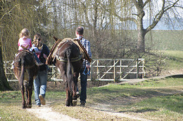 Eselhof Säge
