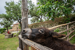Country House Villa Nigro